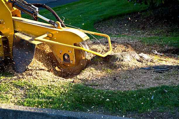 Leaf Removal in North Sarasota, FL